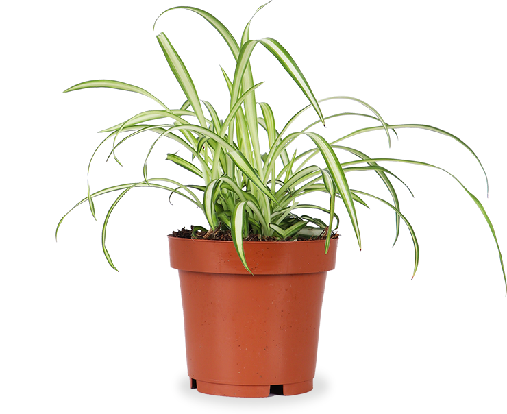 Chlorophytum (Grünlilie) (S)