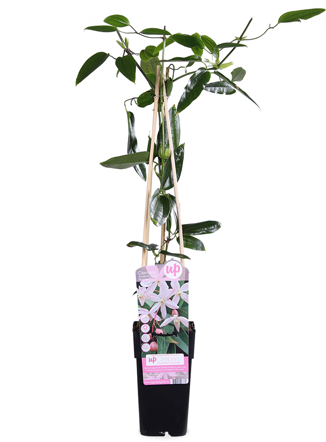 Clematis armandii "apple blossom" (Immergrüne Waldrebe) (M)