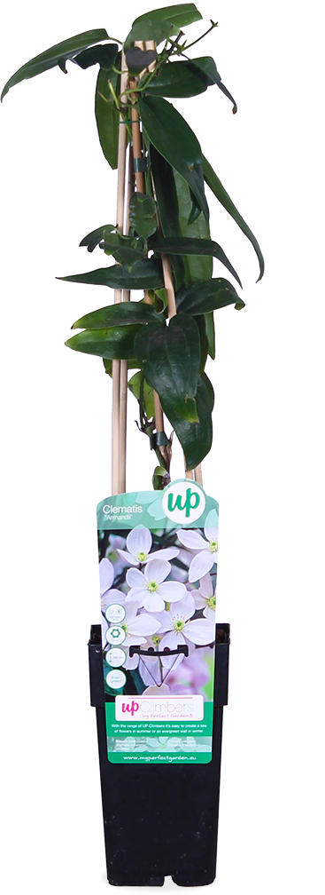 Clematis armandii (Immergrüne Waldrebe) (M)