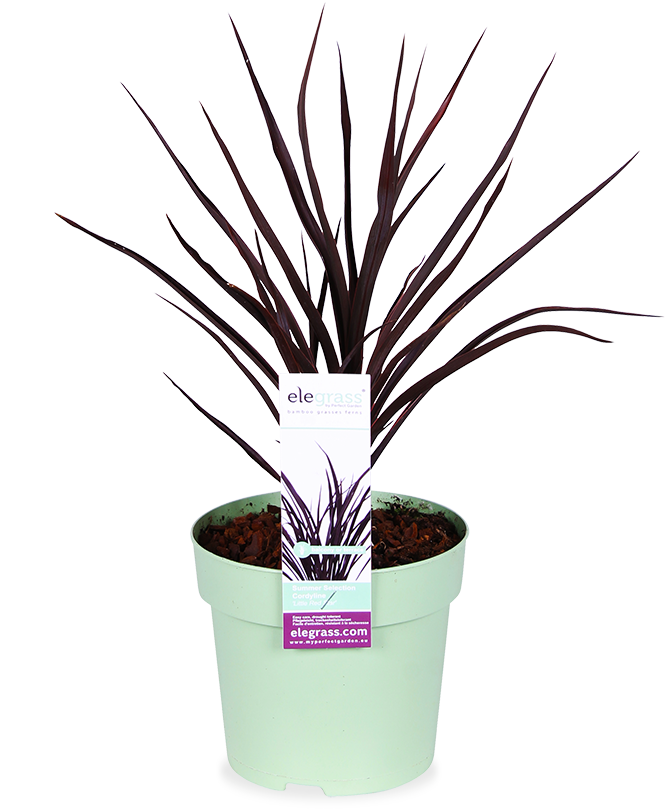 Cordyline little red star (Keulenlilie)