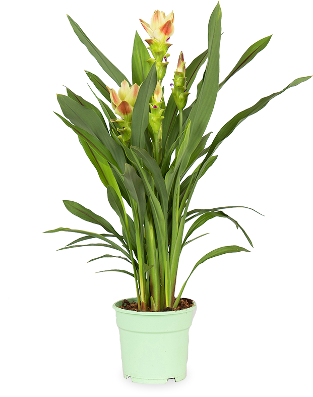 Kurkuma siam solar (Siamesische Tulpe) (M)