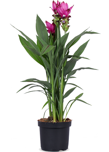 Kurkuma siam splash (Siamesische Tulpe) (M)