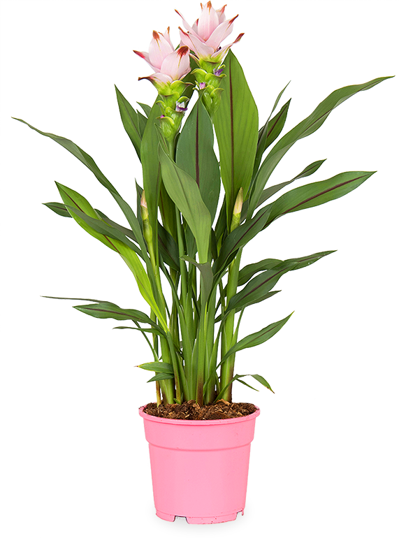 Kurkuma siam sweet (Siamesische Tulpe) (M)