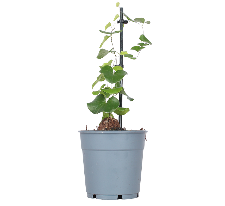 Dioscorea elephantipes (Schildkrötenpflanze)