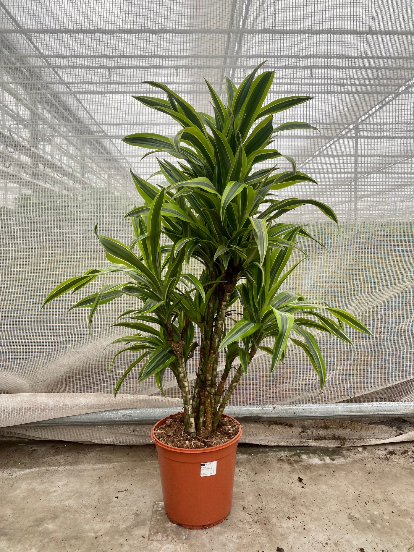Dracaena lemon lime verzweigter Stamm (Groggy Zweige)