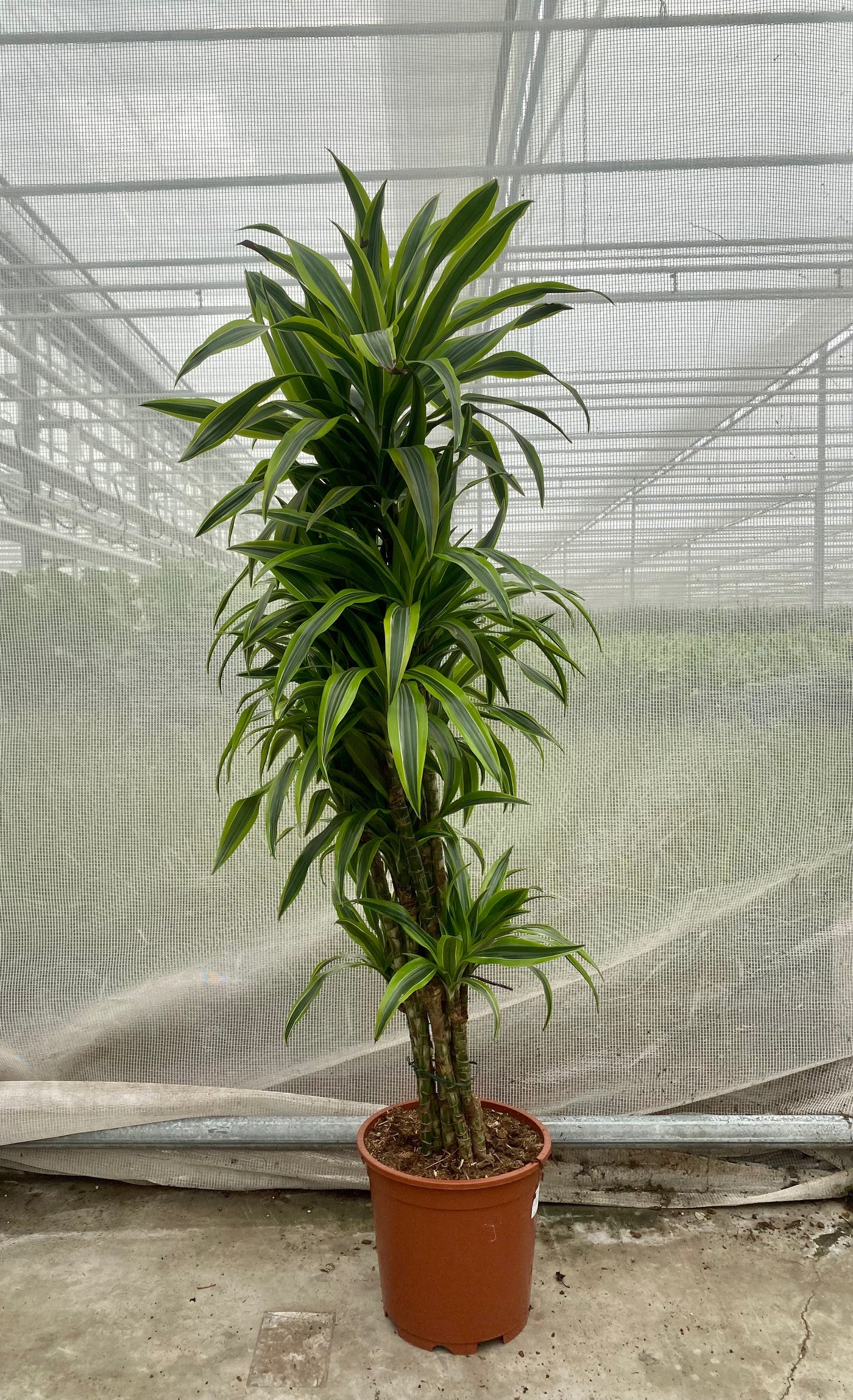 Dracaena lemon lime verzweigter Stamm (Groggy Zweige)