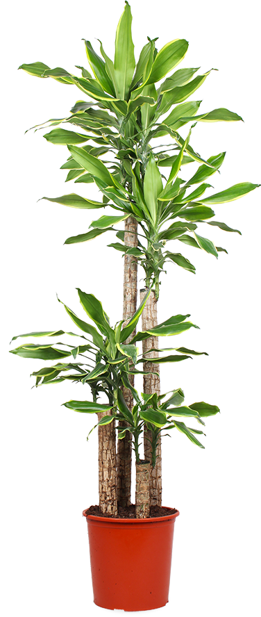 Dracaena golden coast (Drachenbaum) (XL)