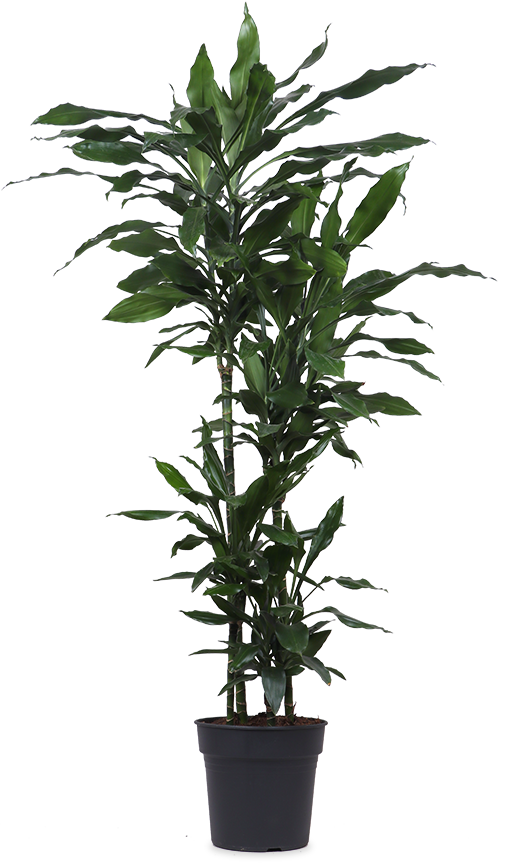 Dracaena janet lind (Drachenbaum) (XL)