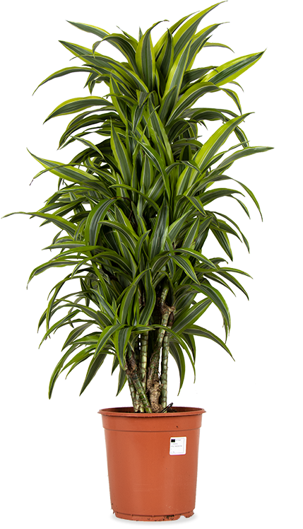 Dracaena lemon lime verzweigter Stamm (Drachenbaum) (L)
