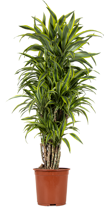 Dracaena lemon lime verzweigter Stamm (Drachenbaum) (XL)