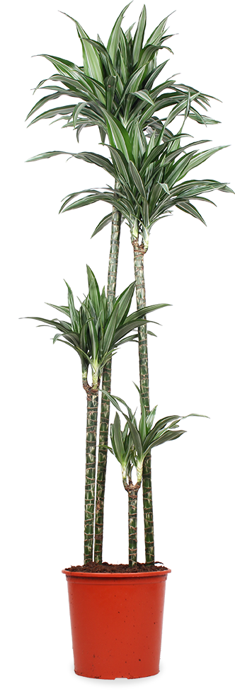 Dracaena ulises (Drachenbaum) (XL)
