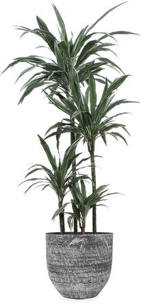 Dracaena Warneckei (Drachenbaum) (XL)
