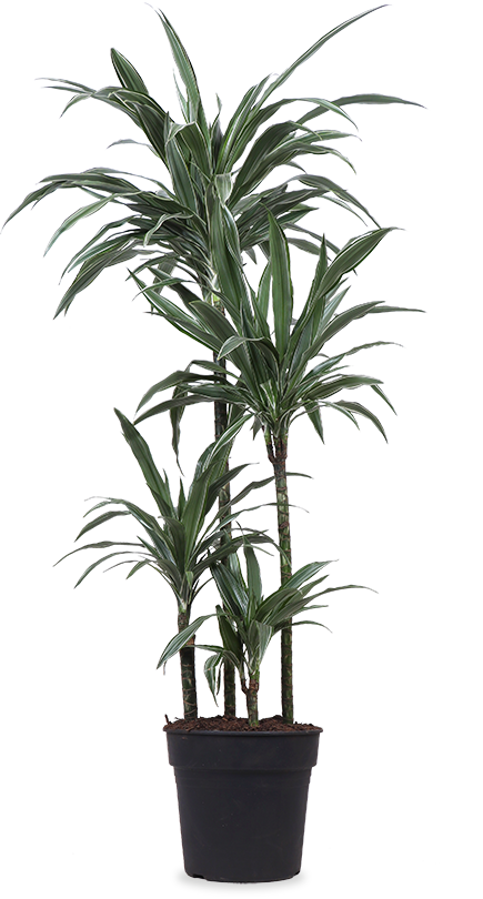 Dracaena Warneckei (Drachenbaum) (XL)