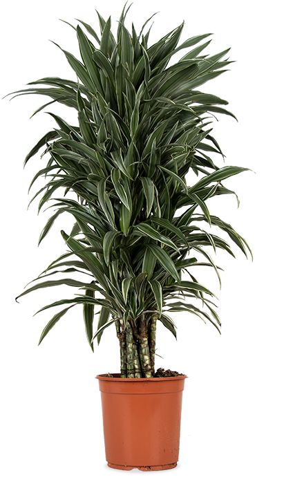 Dracaena warneckei verzweigter Stamm (Drachenbaum) (L)