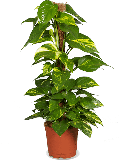 Epipremnum aureum (Efeutute) (L)