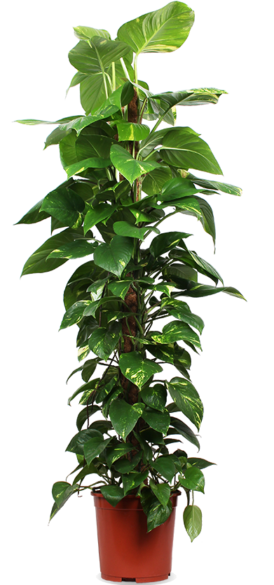 Epipremnum aureum (Efeutute) (XL)