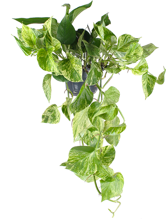 Epipremnum pinnatum "marble queen" (Efeutute) (M)