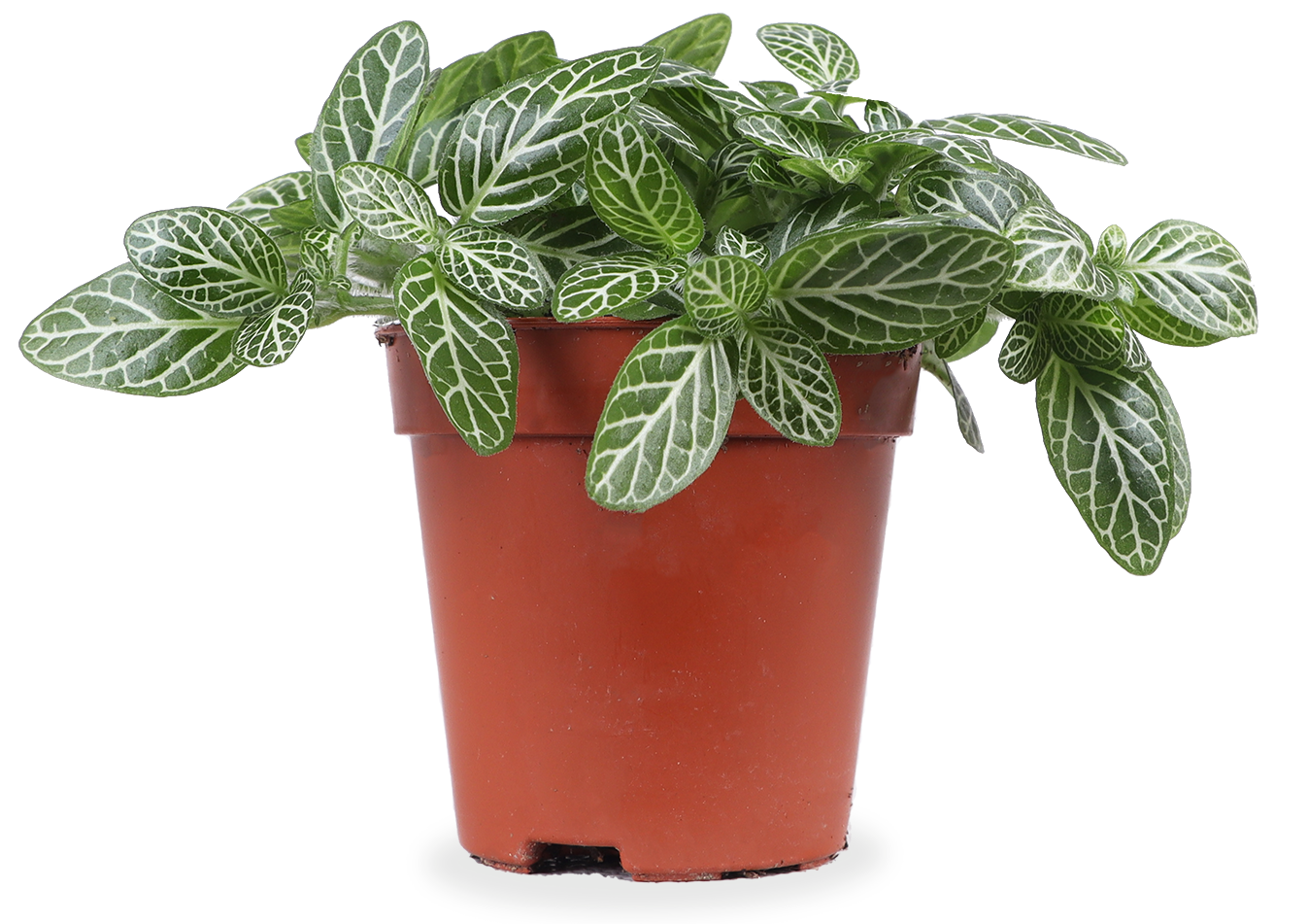 Fittonia verschaffeltii (Mosaikpflanze)(XS)