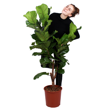 Plantenliefhebber