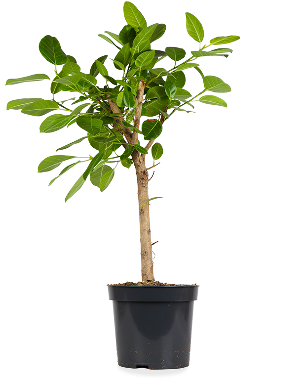 Ficus benghalensis altissima (Banyanbaum) (XL)