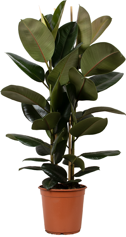 Ficus elastica (Gummibaum) (L)
