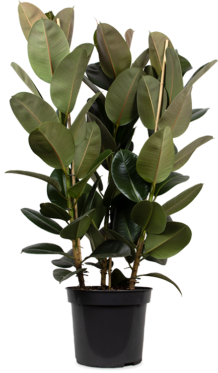 Ficus elastica (Gummibaum) (XL)