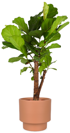 Ficus lyrata verzweigter Stamm (Geigenfeige) (L)