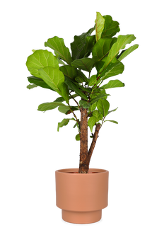 Ficus lyrata verzweigter Stamm (Geigenfeige) (L)