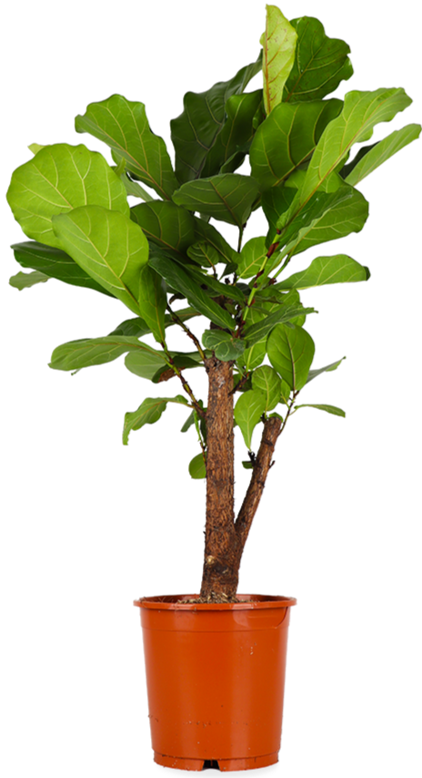 Ficus lyrata verzweigter Stamm (Geigenfeige) (L)