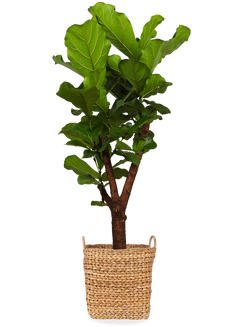 Ficus lyrata verzweigter Stamm (Geigenfeige) (L)