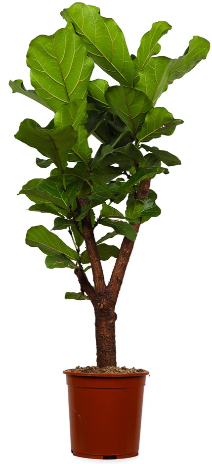 Ficus lyrata verzweigter Stamm (Geigenfeige) (L)