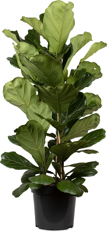 Ficus lyrata (Geigenfeige) (XL)