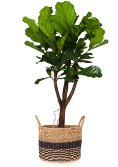 Ficus lyrata verzweigter Stamm (Geigenfeige) (XL)