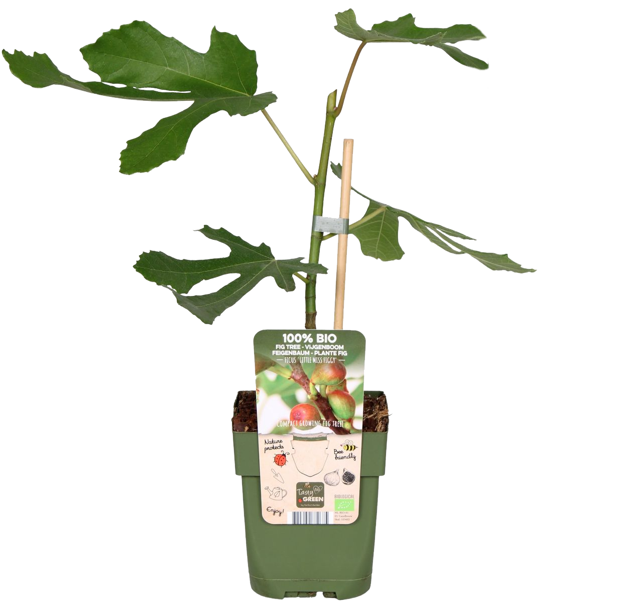Feige (Ficus carica)