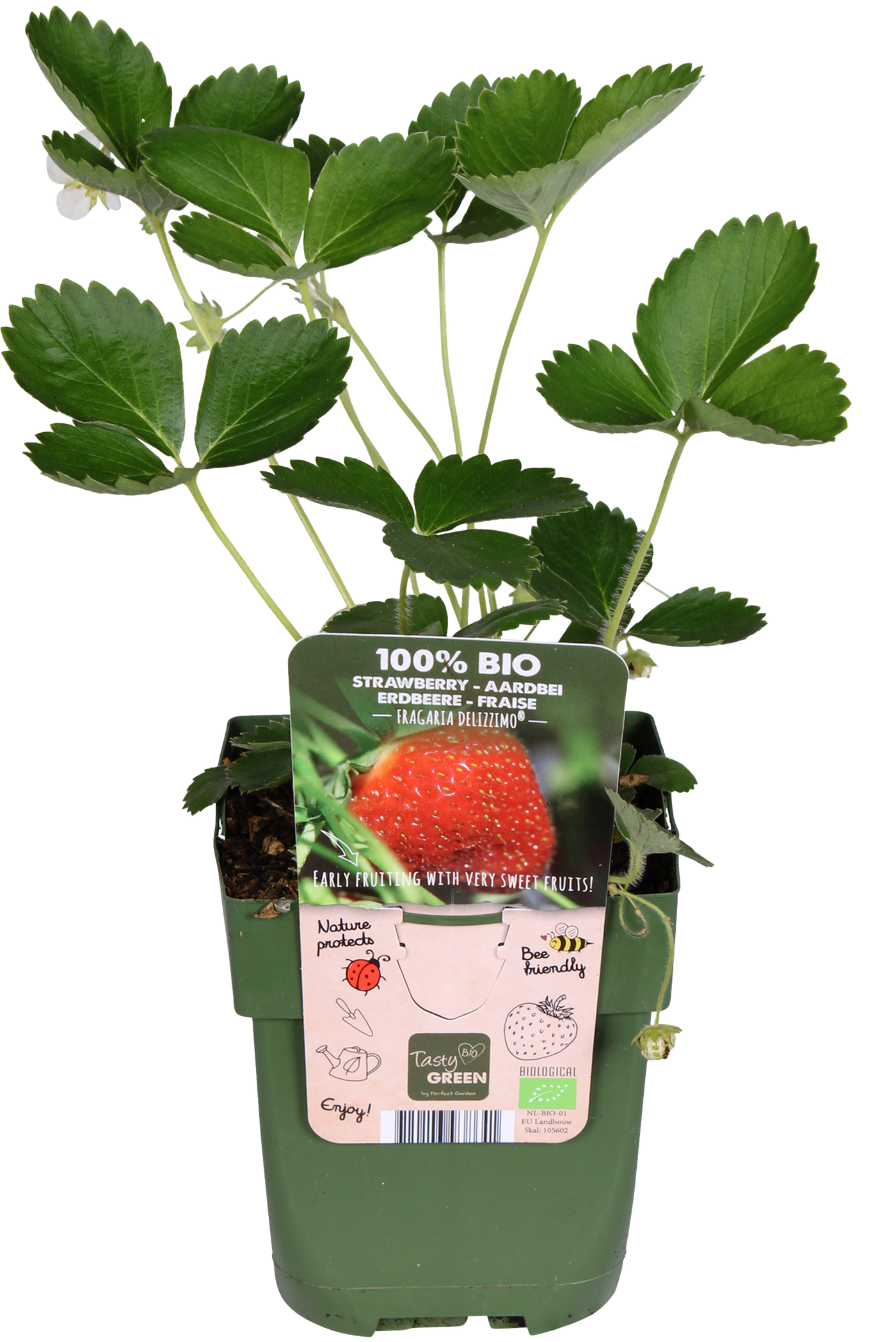 Gartenerdbeere (Fragaria ananassa)