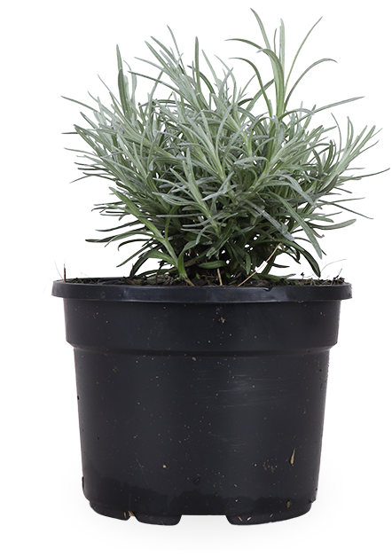 Currykraut (Helichrysum italicum)