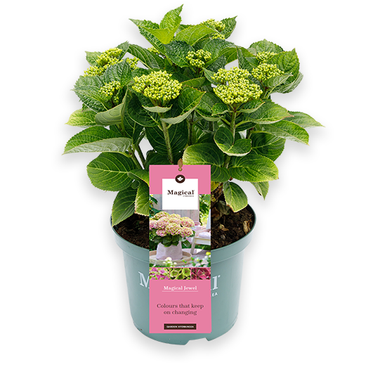 Hydrangea macrophylla "magical pink" (Gartenhortensie) (S)