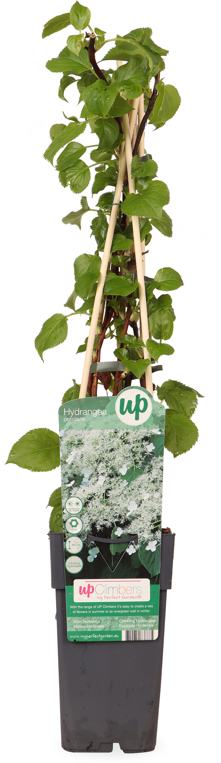 Hydrangea petiolaris (Kletterhortensie) (M)