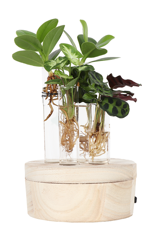 Stecklingsmix in Glas (mit LED-Beleuchtung) (S)