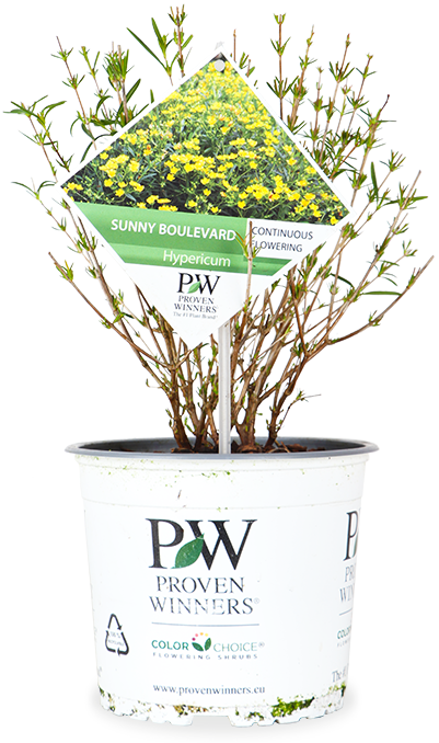 Hypericum "sunny boulevard" (Echtes Johanniskraut) (S)