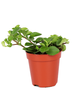 Peperomia rotundifolia (Zwergpfeffer) (XS)