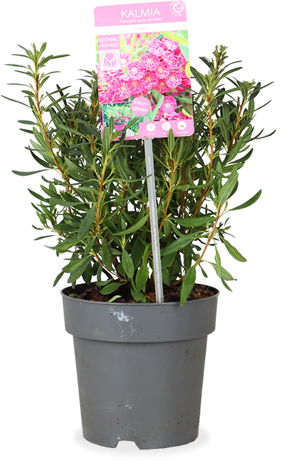 Kalmia angustifolia "rubra" (Lorbeerrose) (S)