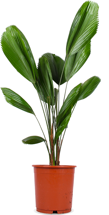 Licuala grandis (Strahlenpalme) (M)