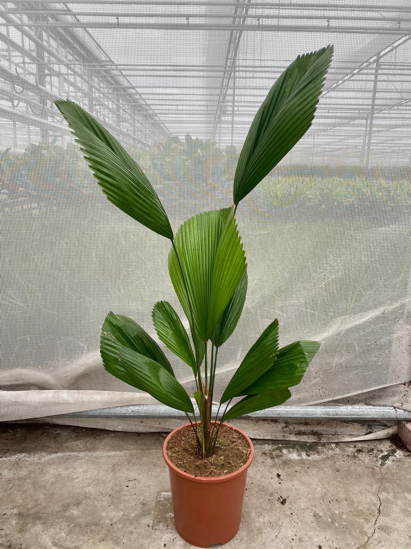 Licuala grandis (Groggy Zweige)