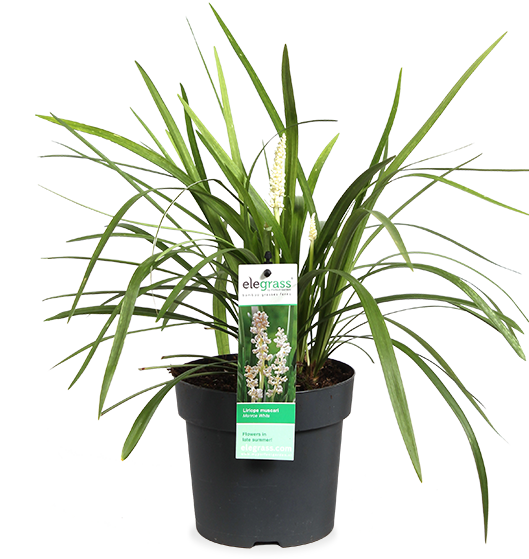 Liriope muscari "monroe white" (Lilientraube) (S)