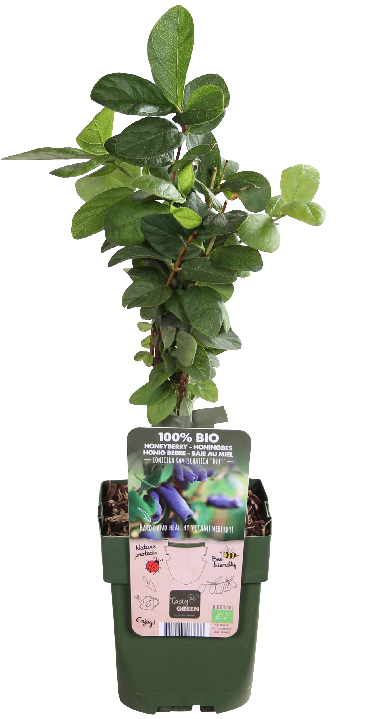 Honigbeere (Lonicera kamtschatica)