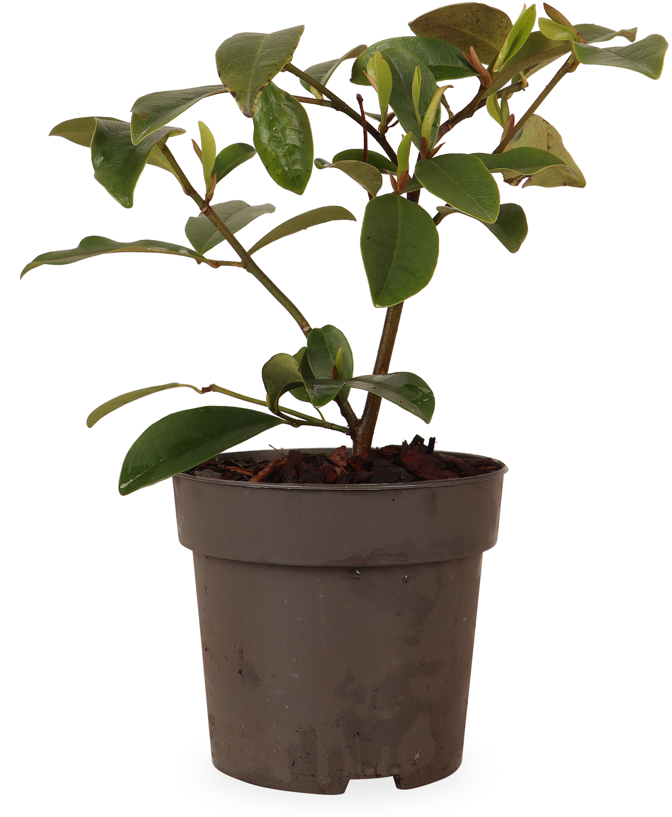 Michelia "fairy magnolia cream" (Magnolie) (S)