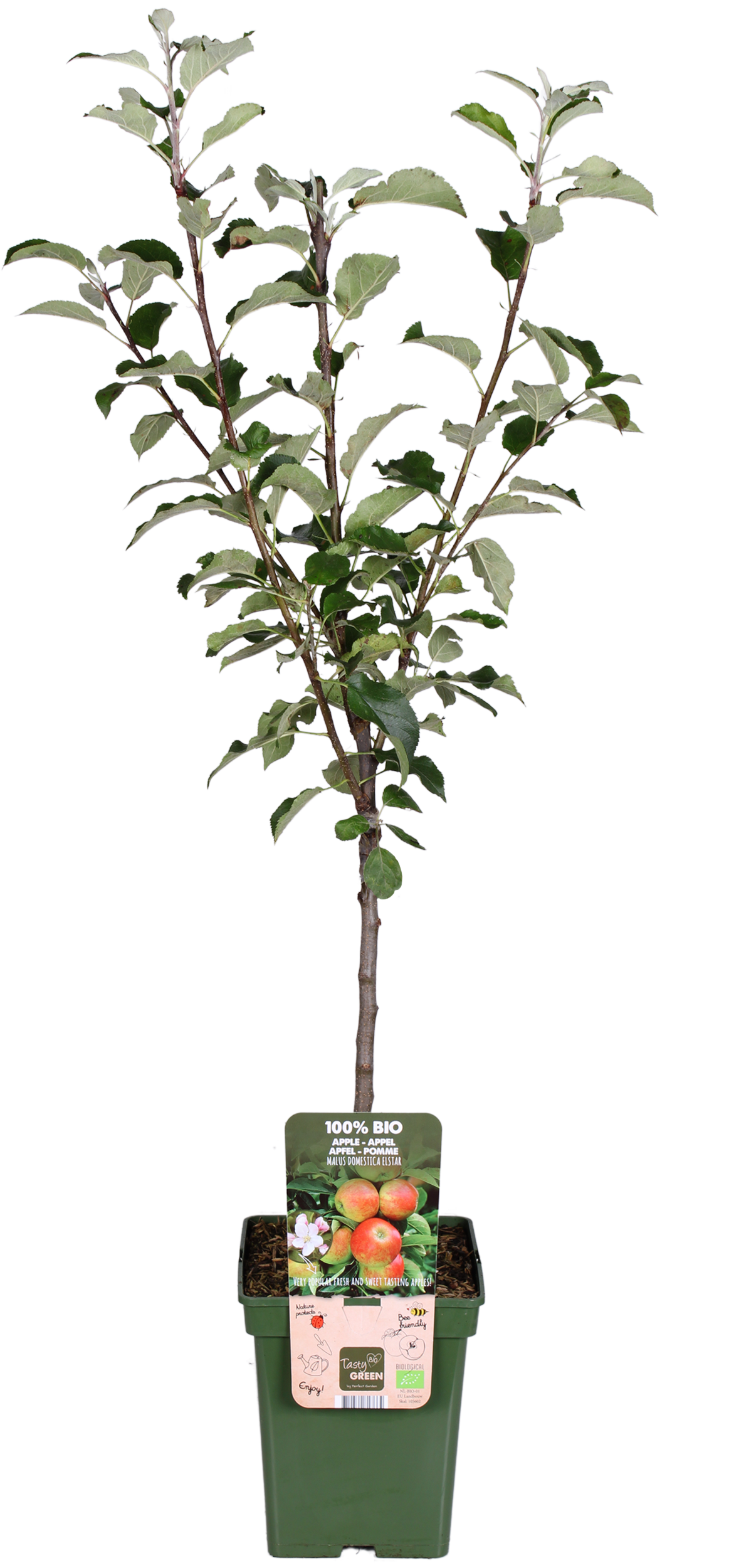 Apfelbaum (Malus domestica elstar)