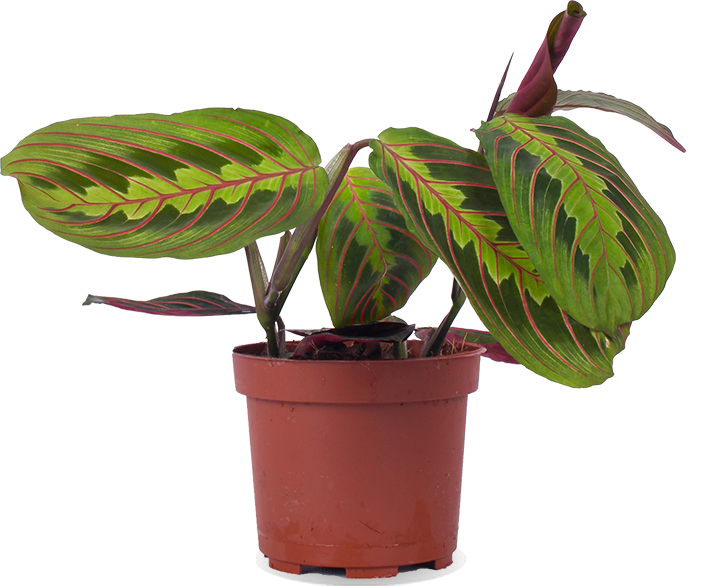 Maranta leuconeura fascinator tricolor (Pfeilwurz) (S)