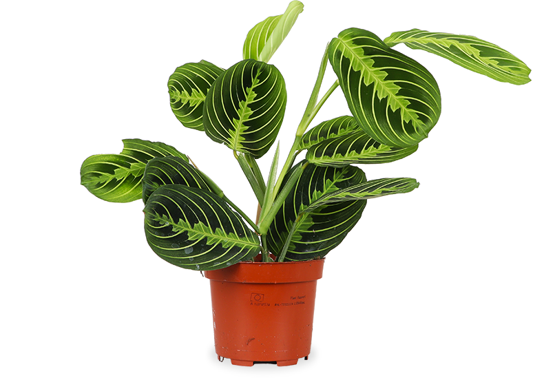 Maranta Lemon Lime (Pfeilwurz)